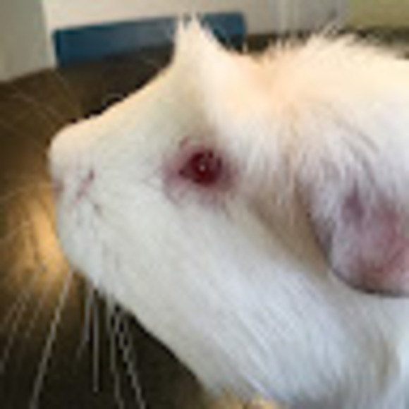 Meet your Posher, Anders - Picture 1 of 1